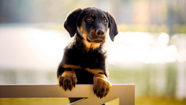 Wallpaper Bokeh, Dog, Background, Dachshund