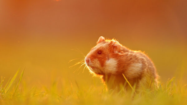 Wallpaper Grass, Green, Animals, Hamster, Background, Colorful, Rodent