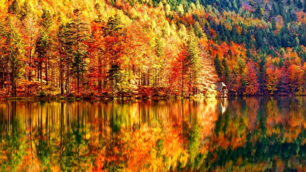 Wallpaper Leaves, Forest, Red, Orange, Fall, Green, Reflection, River, Trees, Yellow