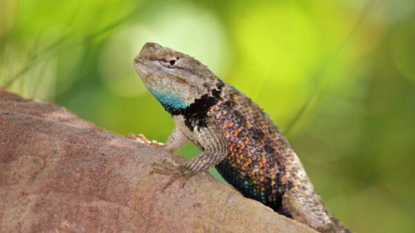 Wallpaper Background, Blur, Lizard, Branch, Green, Reptile, Colorful, Tree