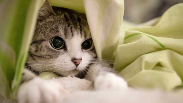 Wallpaper Inside, White, Tabby, Green, Cloth, Cat, Black