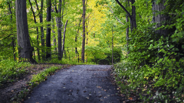 Wallpaper Sand, Path, Between, Green, Trees, Leaves, Nature, Forest, Background