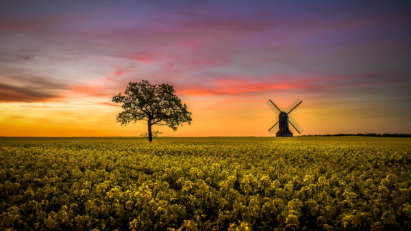 Wallpaper Rapeseed, Silhouette, Field, Under, Windmill, Blue, Branches, Tree, Yellow, Background, Flowers, Sky