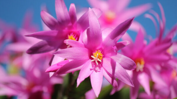 Wallpaper Sky, Petals, Pink, Flowers, Blur, Flower, Background, Plants, Blue