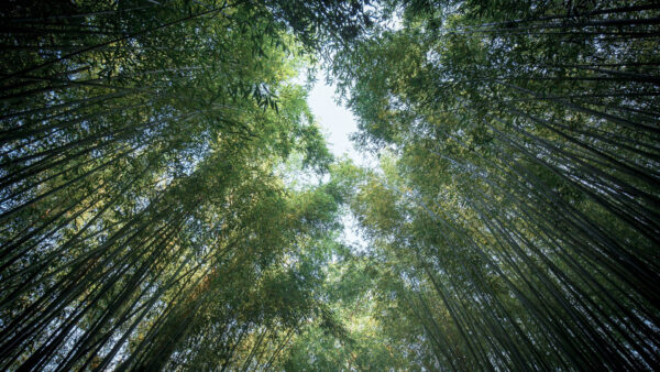 Wallpaper View, Forest, Blue, Under, Eye, Trees, Worm’s, Sky, Bamboo