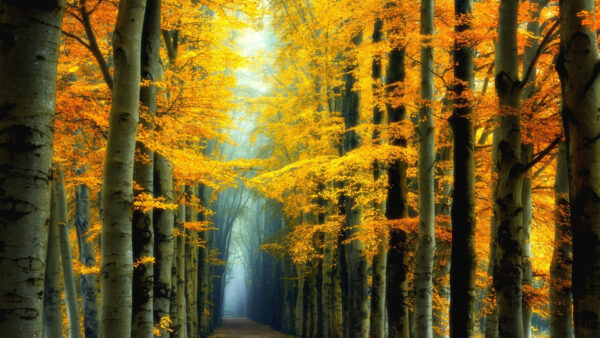 Wallpaper Trees, Yellow, Forest, Leafed