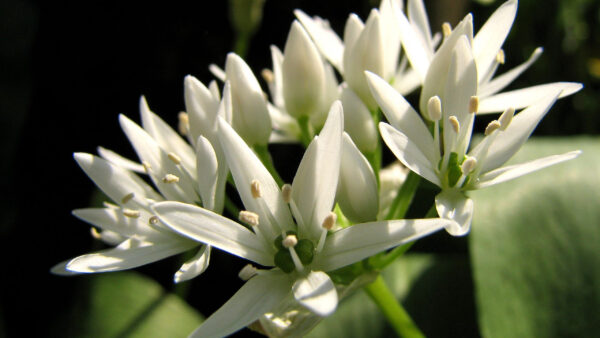 Wallpaper Black, Closeup, Lily, Background, View, White, Flowers