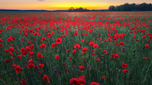 Wallpaper Common, Beautiful, During, Red, Flowers, Field, Poppy, Sunset, Nature, Trees