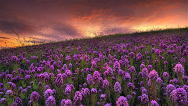 Wallpaper Flowers, Black, Lupine, Clouds, Green, Purple, White, Under, Grass, Sky, Field