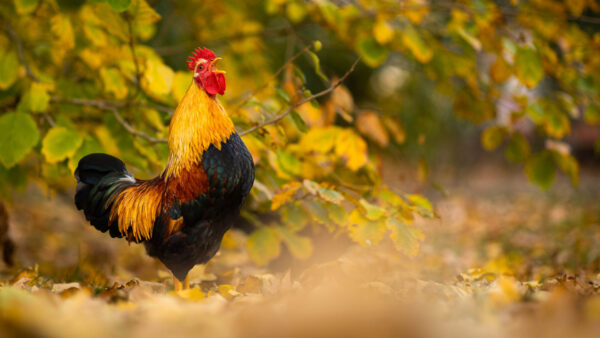 Wallpaper Green, Leaves, Mouth, Standing, Birds, Yellow, Background, Rooster, With, Open