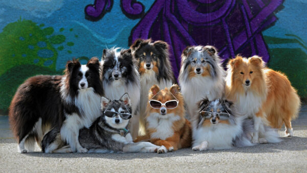 Wallpaper Dog, Alaskan, Sheepdog, Funny, Kai, Shetland, Sunglasses, With, Klee