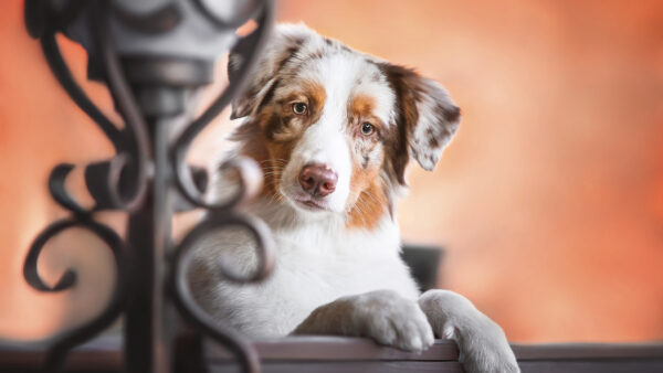Wallpaper Dog, Shepherd, Australian, Brown, White
