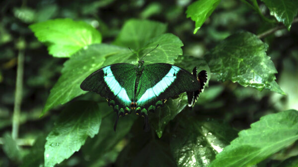 Wallpaper Butterfly, Background, Design, Blur, Leaf, Black, Green