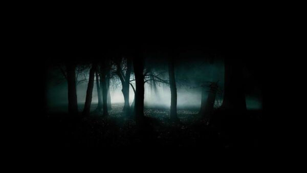 Wallpaper Forest, Dark, Fog, Background