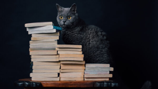 Wallpaper Front, Eyes, Books, Black, Cat, Funny, Standing, Background, Yellow