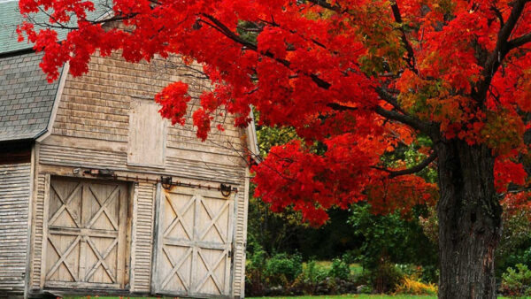 Wallpaper House, Wood, Tree, Leaves, Red, Desktop, Background, Fall, Branches, Autumn