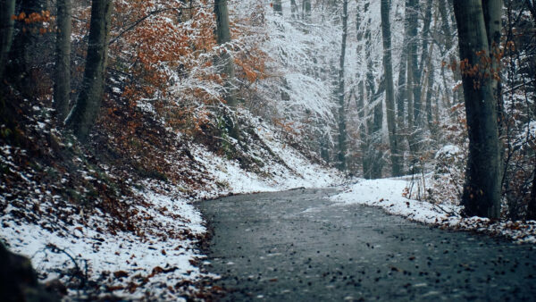 Wallpaper Forest, Snow, Winter, Between, Road, Path, Covered, Trees