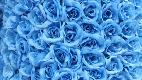 Wallpaper Blue, Bunch, View, Roses, Closeup, Petals