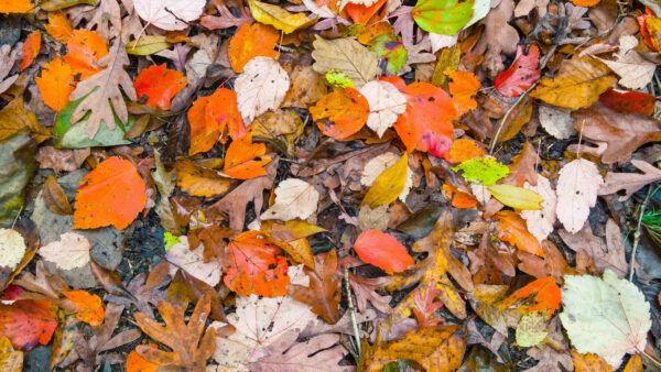 Wallpaper Colorful, Autumn, Collage, Fall, Dry, Leaves