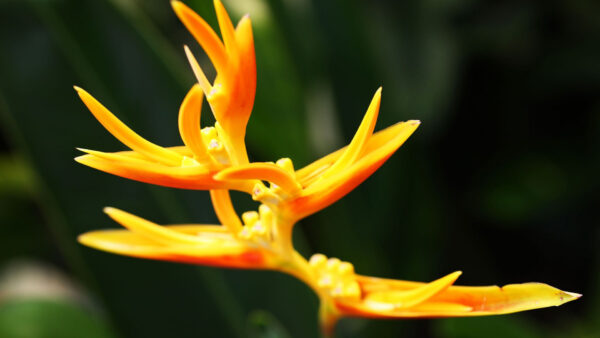 Wallpaper Yellow, Flowers, Blur, Green, Background, Unique