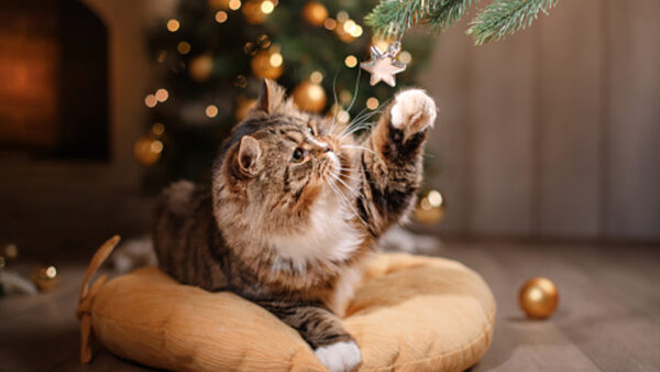 Wallpaper Cat, White, Blur, Sitting, Christmas, Lights, Black, Brown, Background, Decoration, Cute