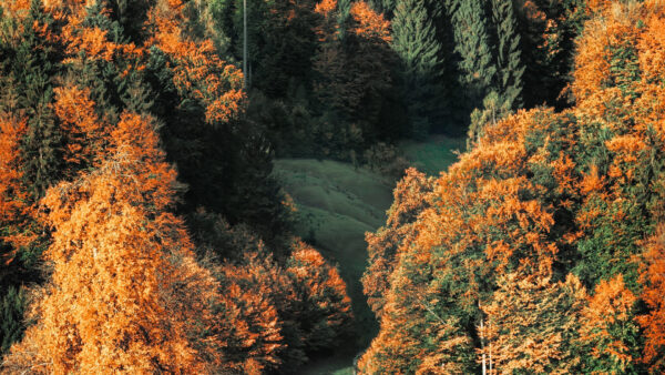 Wallpaper Closeup, Yellow, Leaves, Red, Green, View, Trees, Autumn