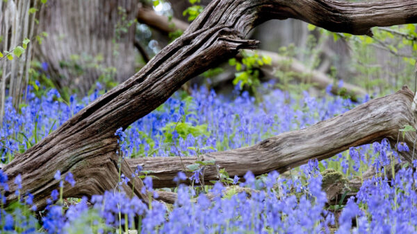 Wallpaper Nature, Bokeh, Tree, Background, Wood, Field, Flowers, Lavender, Trunk, Blur