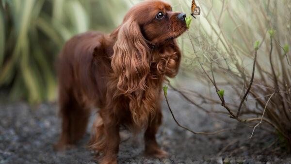 Wallpaper Puppy, Standing, King, Background, Dog, Seeing, Spaniel, Charles, Butterfly, Blur