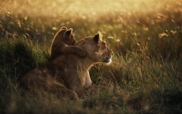 Wallpaper Lion, African
