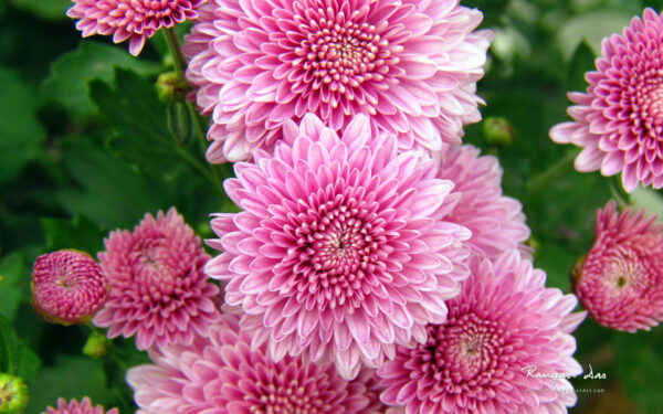 Wallpaper Flowers, Chrysanthemum