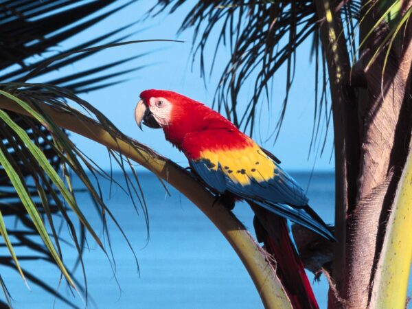 Wallpaper Beach, Parrot