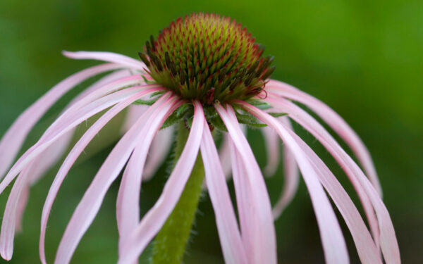 Wallpaper Coneflower, Tennessee