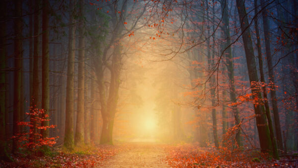 Wallpaper Fall, Forest
