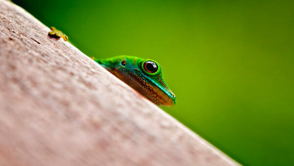 Wallpaper Stock, Gionee, Frog, Android
