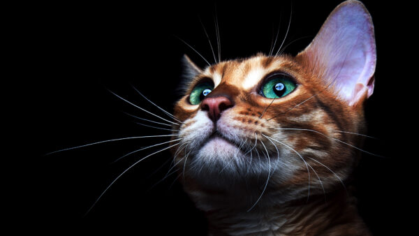 Wallpaper Cat