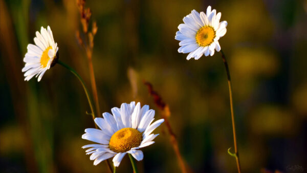 Wallpaper Pc, Free, Images, Chamomile, Wallpaper, Desktop, Background, Flowers, Cool, 2560×1440, Download