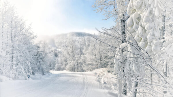 Wallpaper Blosssom, During, Nature, Between, White, Snow, Desktop, Daytime, Trees, Path, Covered