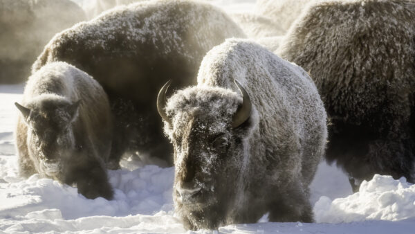 Wallpaper Desktop, Images, Cool, Pc, Animals, Buffalo, Snow, 4k, Background