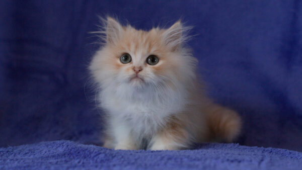 Wallpaper Eyes, Cat, Couch, Black, Kitten, Desktop, Sitting, Blue, White, Cute, Brown