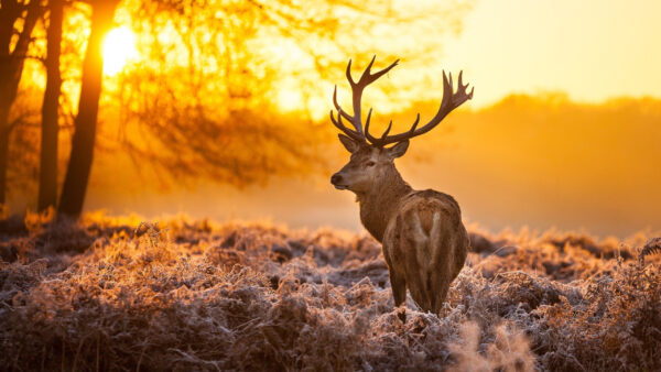 Wallpaper Animals, Sunrise, Tree, With, Background, Deer, And