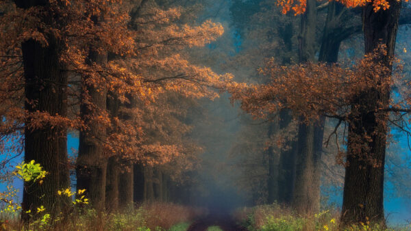 Wallpaper Pathway, Brown, Orange, And, Trees, Nature, Desktop, With