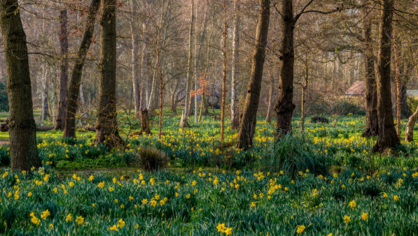 Wallpaper Mobile, Forest, Daffodils, Desktop, Flowers, Nature, Beautiful