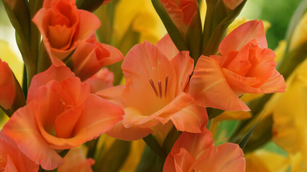 Wallpaper Gladiolus, Flowers, Earth