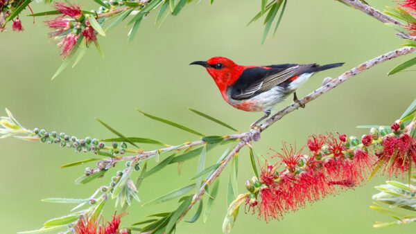 Wallpaper Branch, Red, White, Green, Animals, Background, Black, Tree, Bird, Desktop