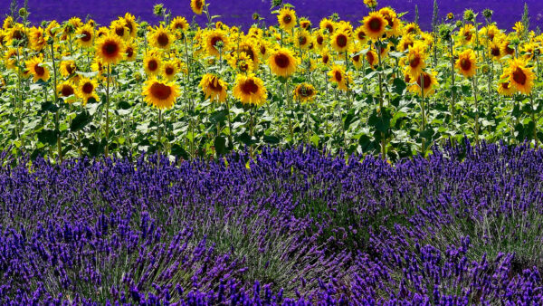 Wallpaper Sunflowers, Desktop, Field, Flowers, Lavender