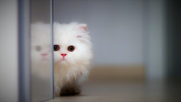 Wallpaper Standing, White, Fluffy, Desktop, Glass, Baby, Kitten, Near, Door