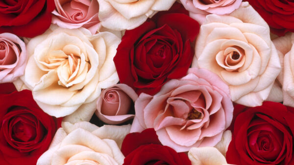 Wallpaper Red, And, Desktop, Pink, Roses