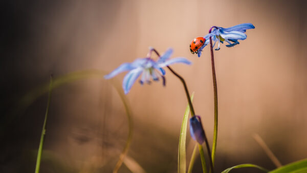 Wallpaper Desktop, Flower, Ladybug, Insect, Blue, Mobile