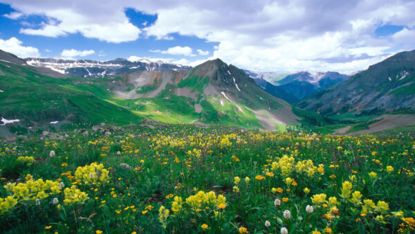 Wallpaper Closeup, Landscape, Covered, Sky, Yellow, And, Cloudy, Mountais, Under, Green, View, White, Nature, Flowers, Blue, Field