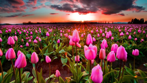 Wallpaper Pink, Field, Sky, Cloudy, Spring, During, Under, Flowers, Sunset, Black